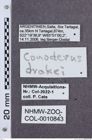 Etikette zu Monocrepidius drakei  (NHMW-ZOO-COL-0010843)